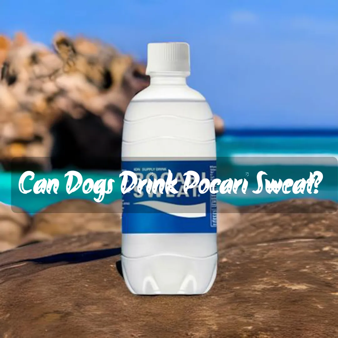 Can Dogs Drink Pocari Sweat?
