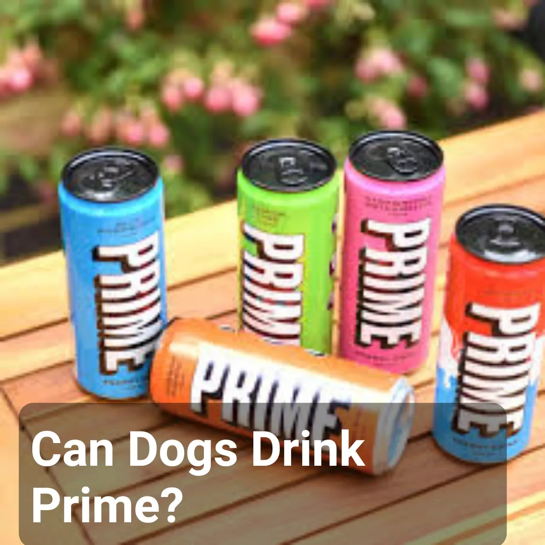 can dogs drink prime